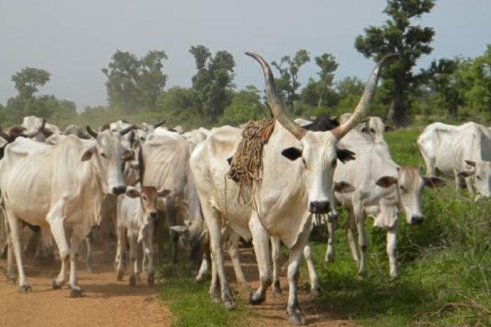 Open Grazing In Delta: DTHA ‘ll Ensure Herders, Other  violators of the Law Are Apprehended, Prosecuted in Courts of Competent Jurisdictions – Deputy Speaker